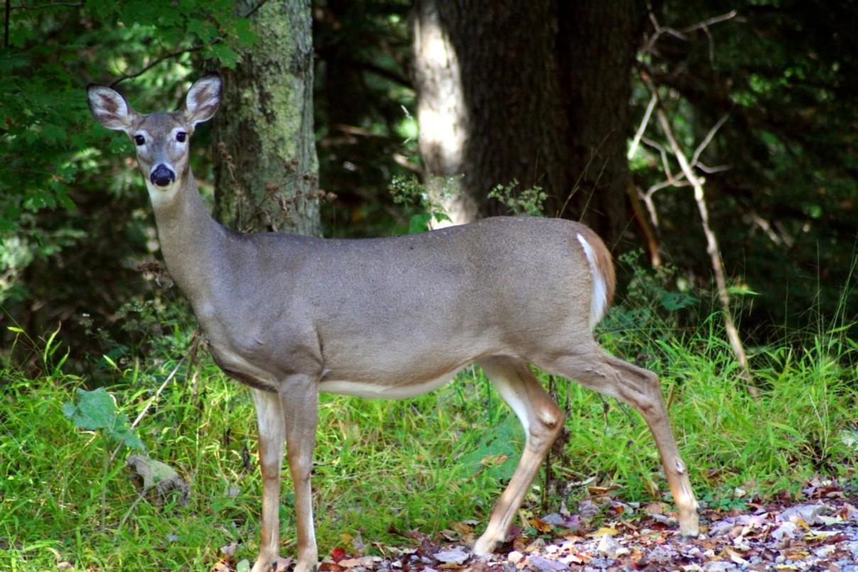 Ladd Pond And Campground, Llc * Colebrook